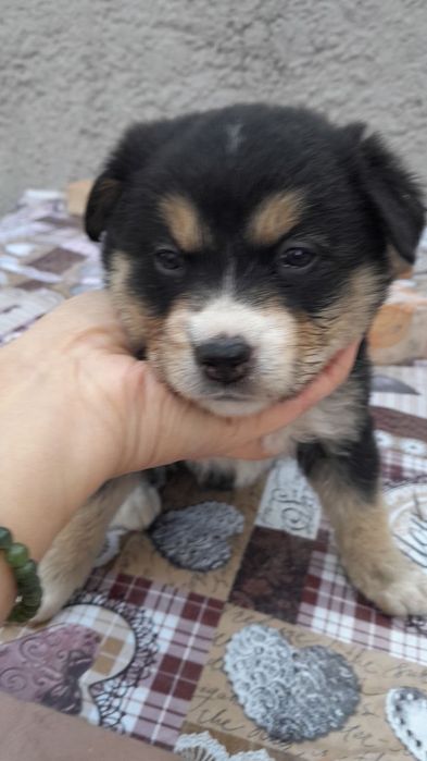 Девочка к заботливым хозяевам