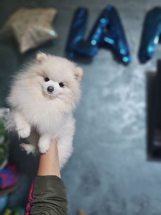 Pomeranian mascul