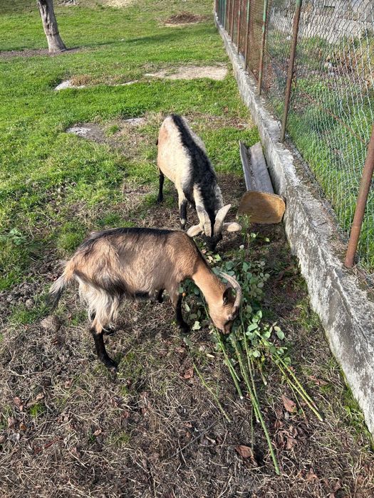 Vand o capra si un tap