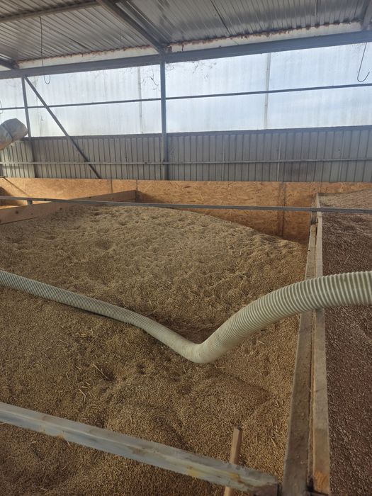 Vând orz 1 leu/kg ,ovăz 1,5 lei / kg