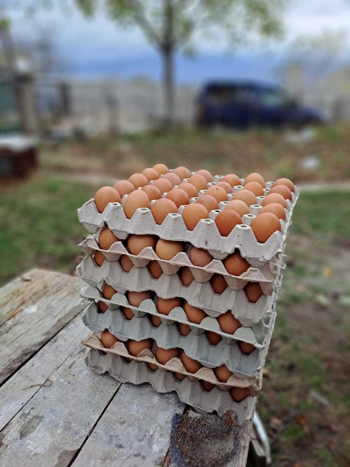 Домашни яйца от свободни кокошки