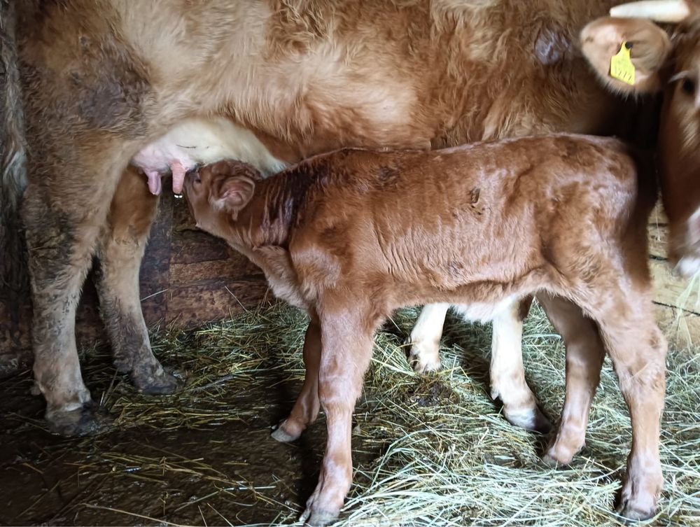 Vaca la prima fatare si vitel