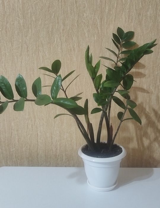Замиокулькас выращены в домашних условиях.