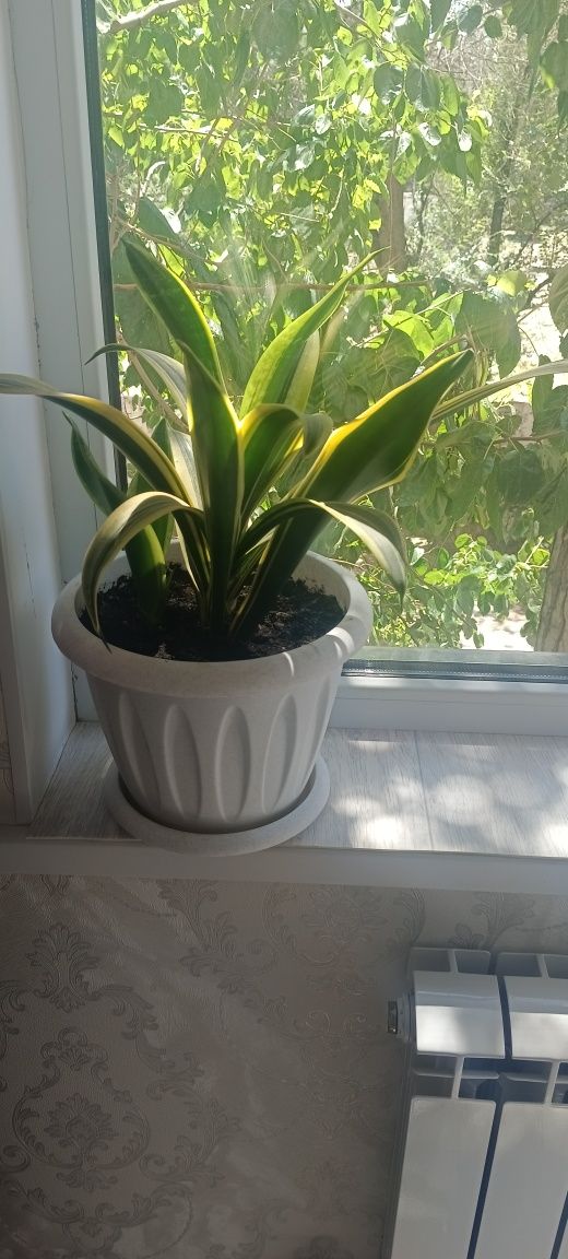Продам домашнее цветы