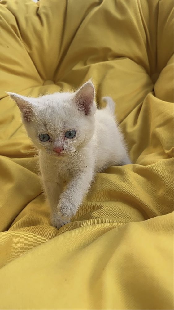 Продажа котят. Scottish fold.