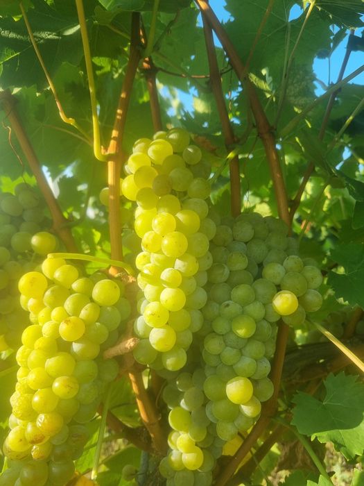 Struguri de vanzare, plantatie proprie