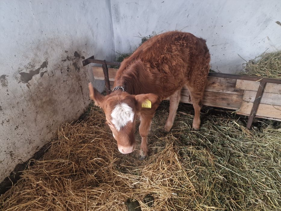 Vitea metis limusine