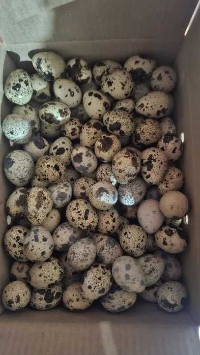 Bedana beliy gigant texas yapon manjur tuxumlari