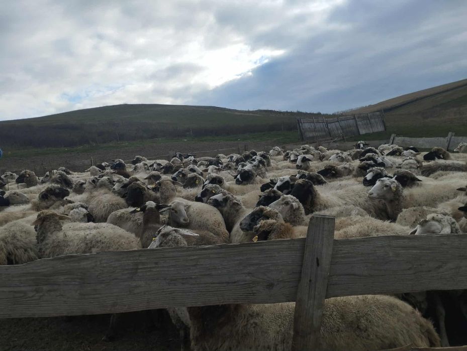Vând oi metis lacun cu carabaș