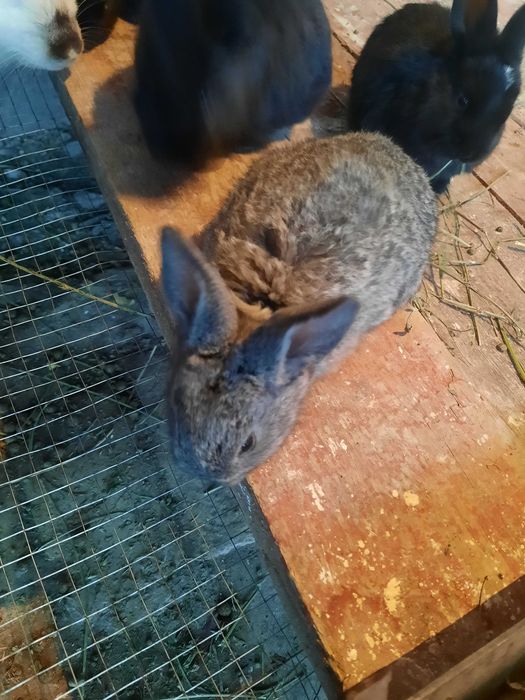 Quyon, quyon bolalari sotiladi