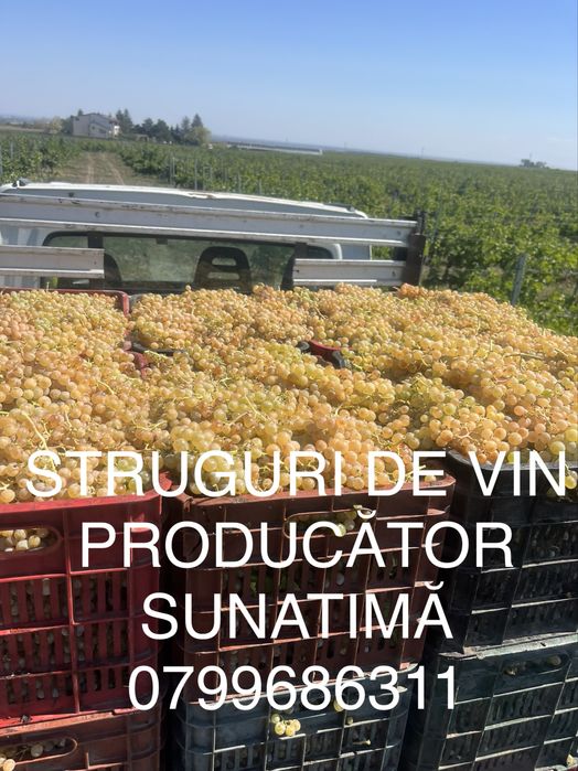 Struguri de vin transport la domiciliu gratuit
