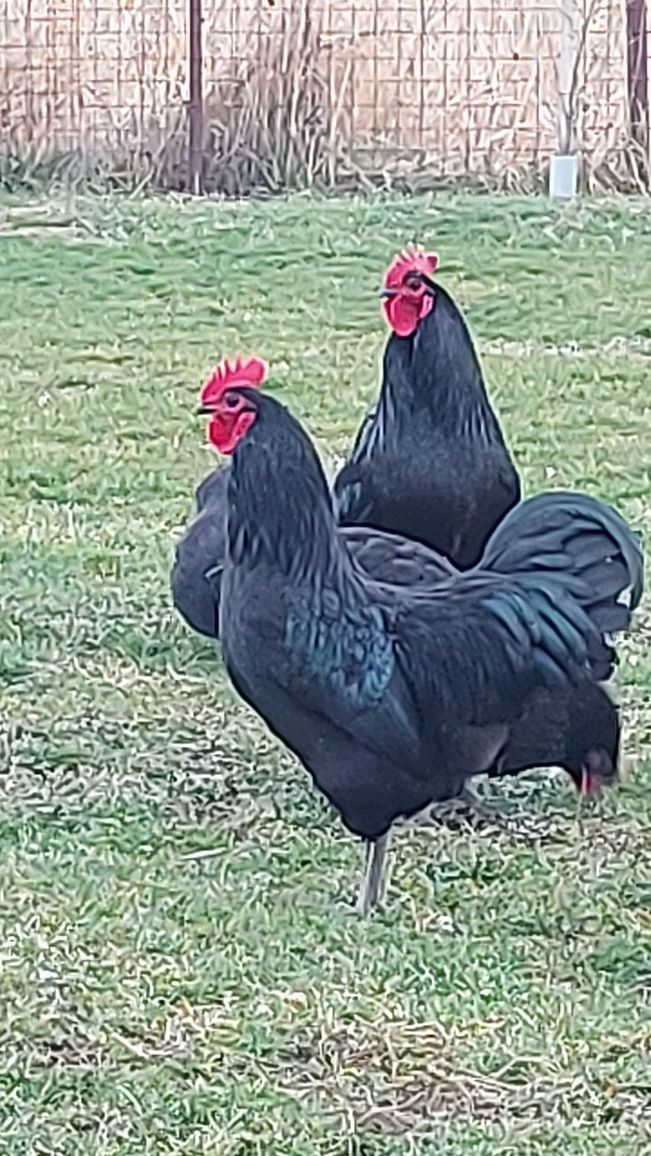 Cocos Australorp rasa pura 1 an