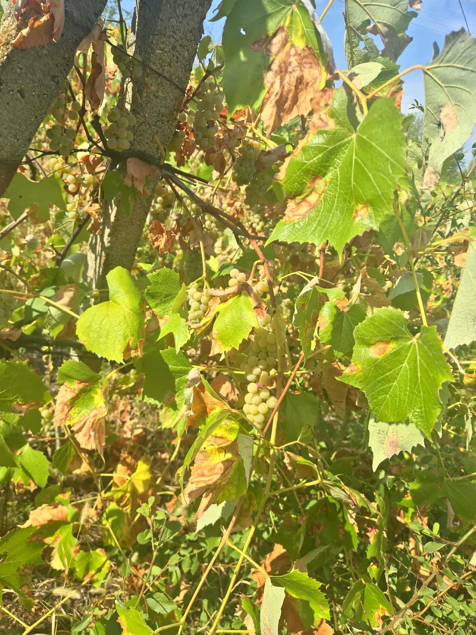 Грозде за ракия и вино