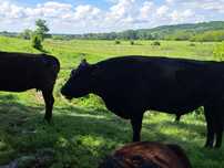 Taur Angus Autorizat Vand sau Schimb