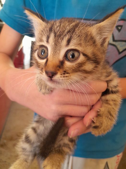 Пристраиваем котенка