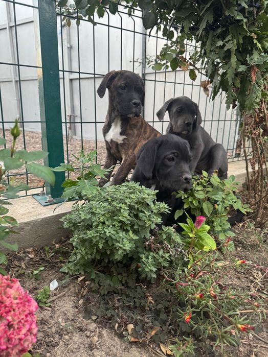 Кане корсо на 4 месеца