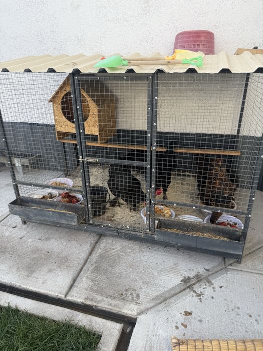 Товуклар учун катта клетка товуклари билан