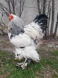 25 ouă găini brahma columbia alb-negru pentru incubat
