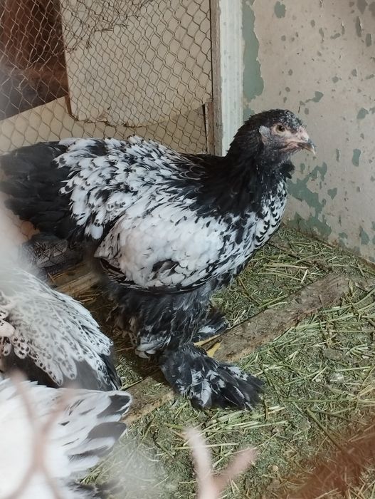 Брама тухумлари сотилади