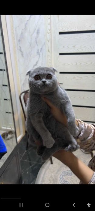 Skotish fold arzon narxda