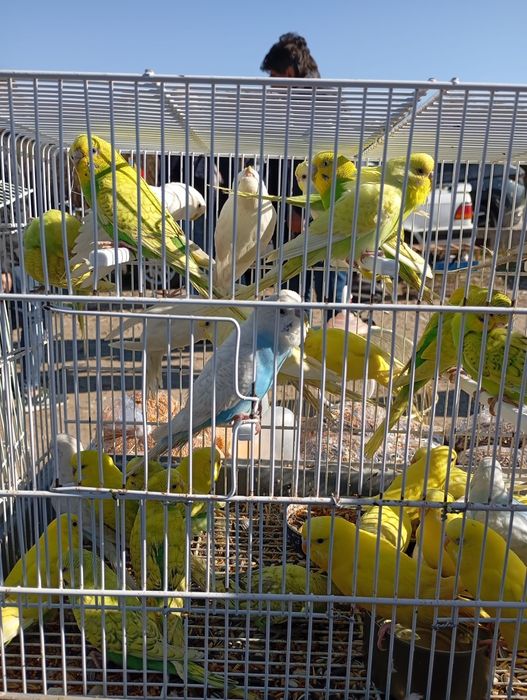 Papagali Peruși  angro