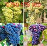 ‼️super ofera‼️Struguri de vin – dulci, sănătoși și plini de aromă! 
O