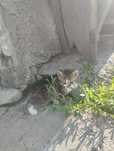 Pui de pisică domestici