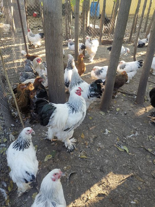 Vând cocoși brahma hd