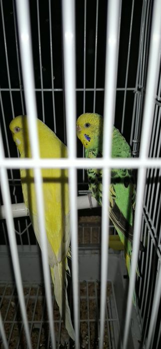 Тути кушлар сотилади.