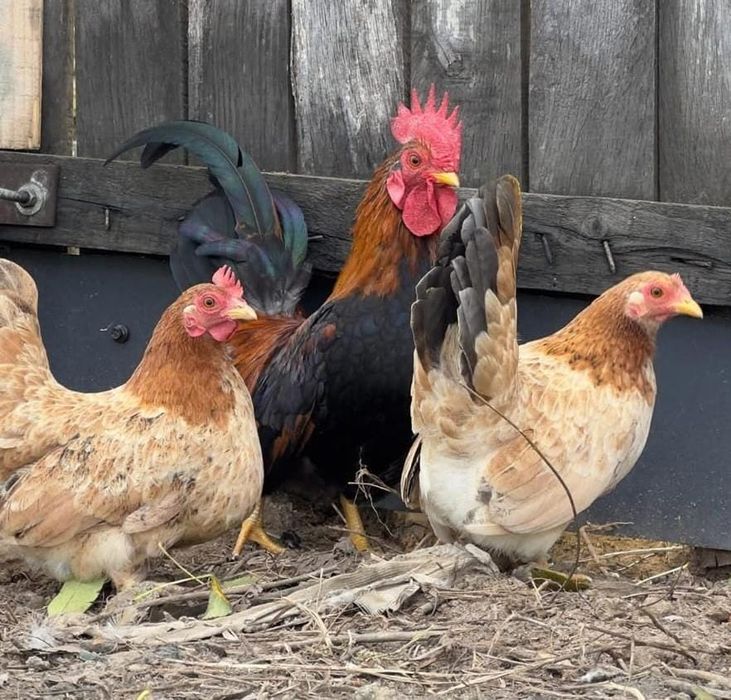 Familie găini Chabo potârnichi, 1 mascul si 7 femele