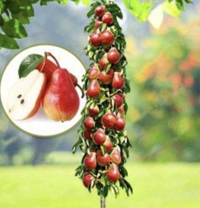 Pomi fructiferi columnari