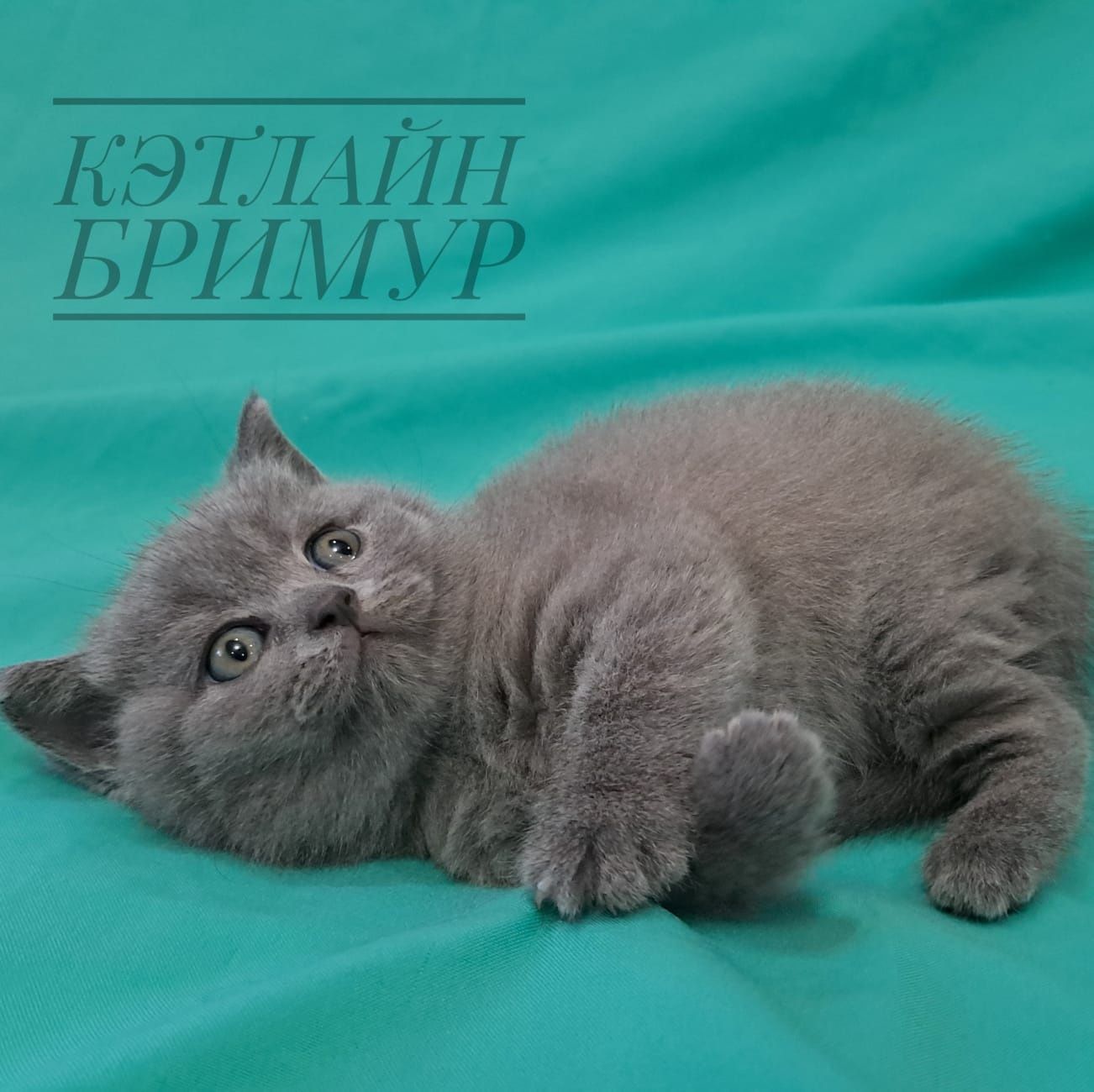 Британские котята из питомника!