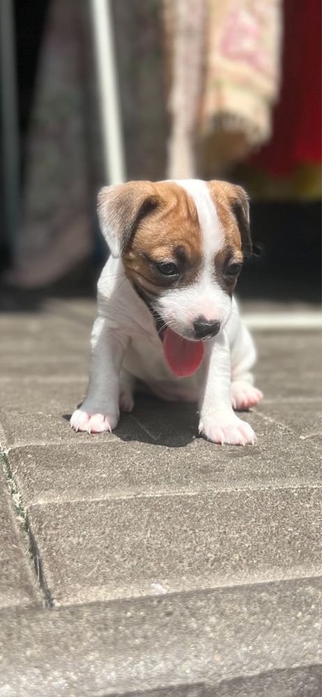 Jack Russell Terrier