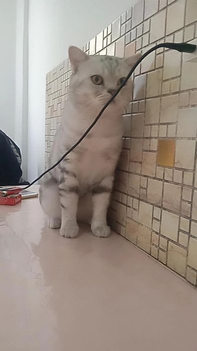 Вязка Родословный кот готов к вязке