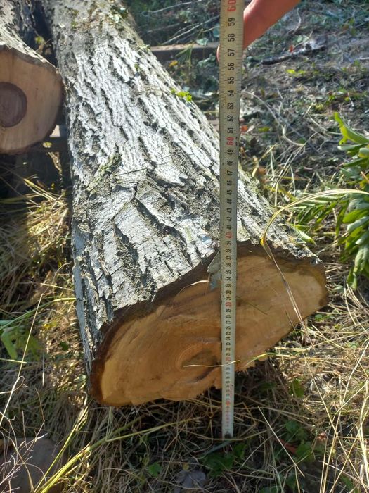 Орех трупи дървен материал