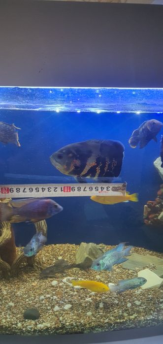 Продаются рыбки аквариумные