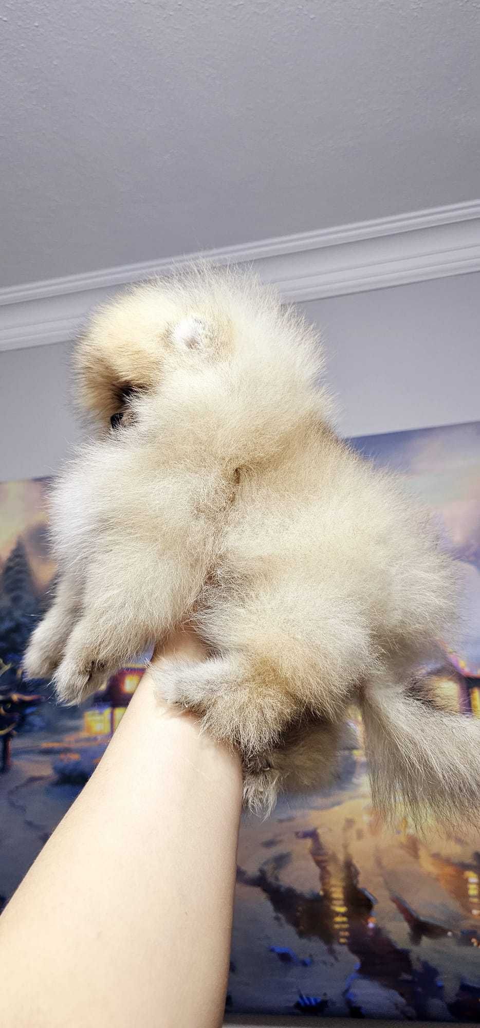 Pomeranian Boo alb