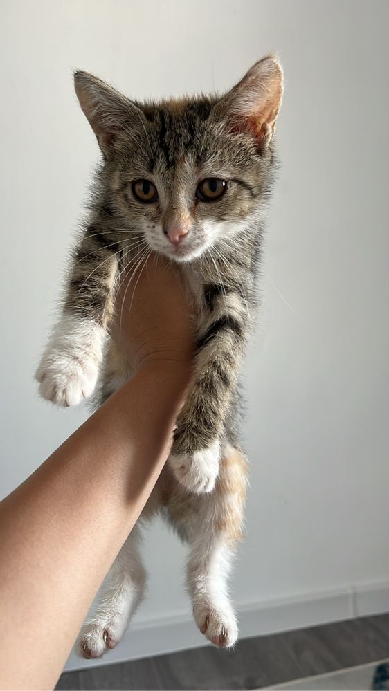 Котенок в добрые руки