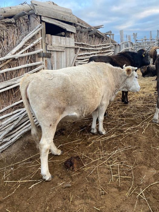 Продам жирных коров