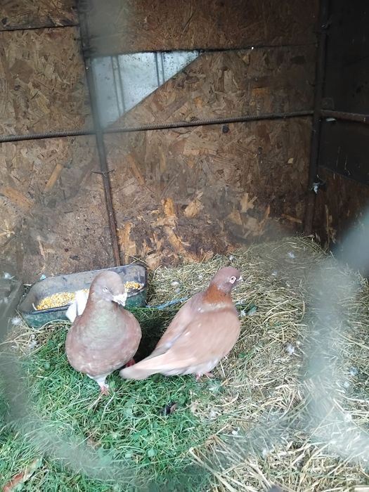 Vând porumbei standard american