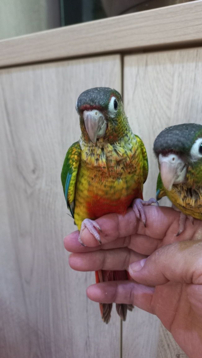 Продаются ручные попугаи