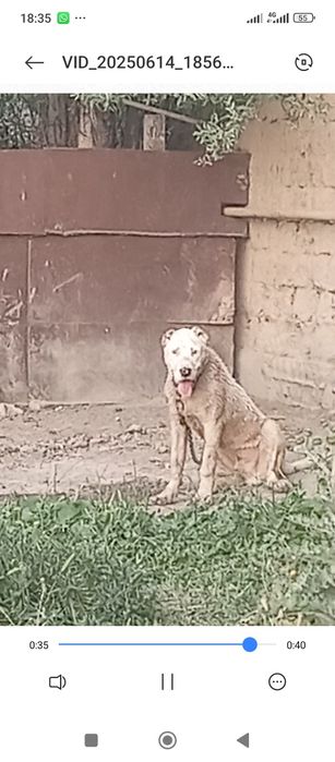 Помес күшік 10 айдан асты