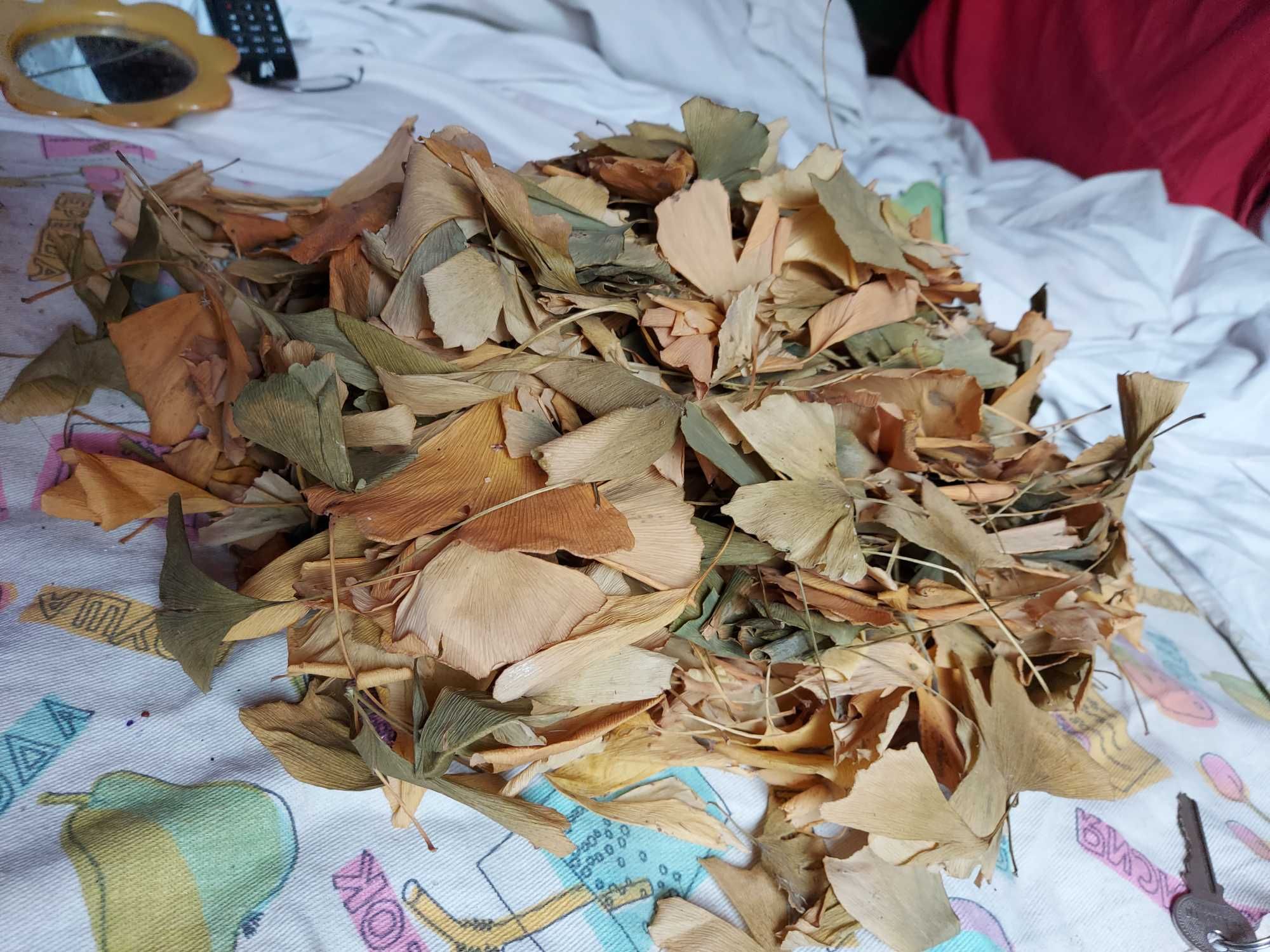 Гинко Билоба билка-листа чай, фиданки... Ginko biloba-лечебно растение