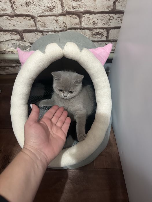 Продается котенок.