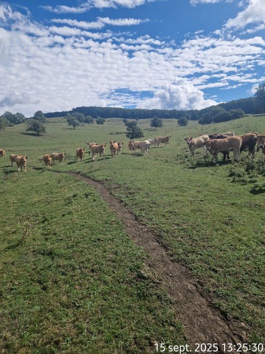 Vand 25 Juninci Gestante Aubrac
