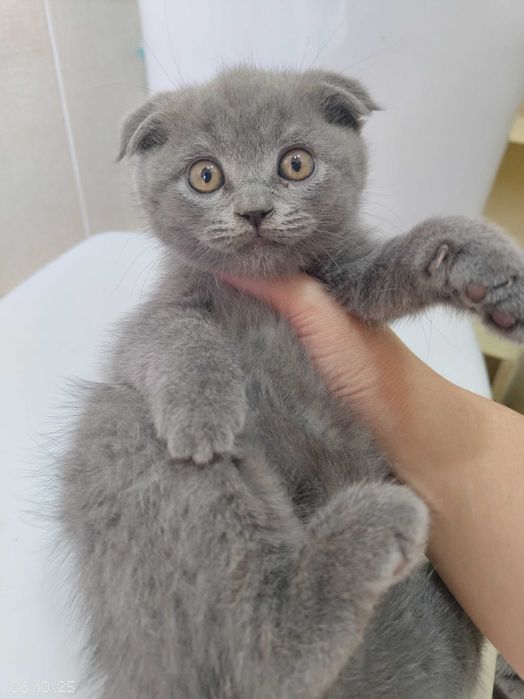 Продажа котят породистых Шотландская фолд и страйт