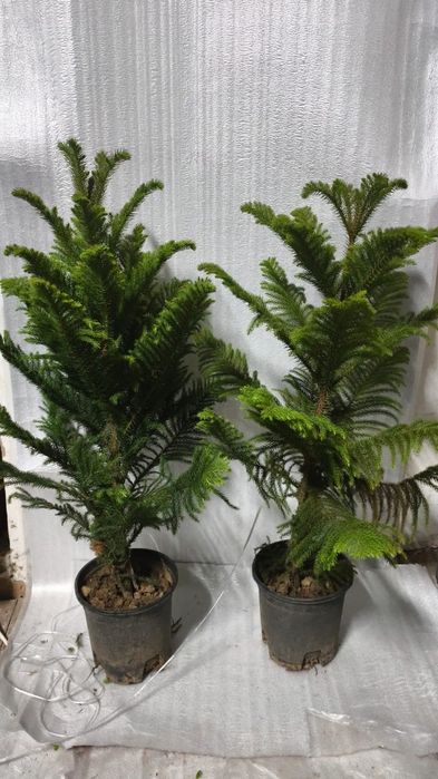 Араукария (домашняя ёлочка)