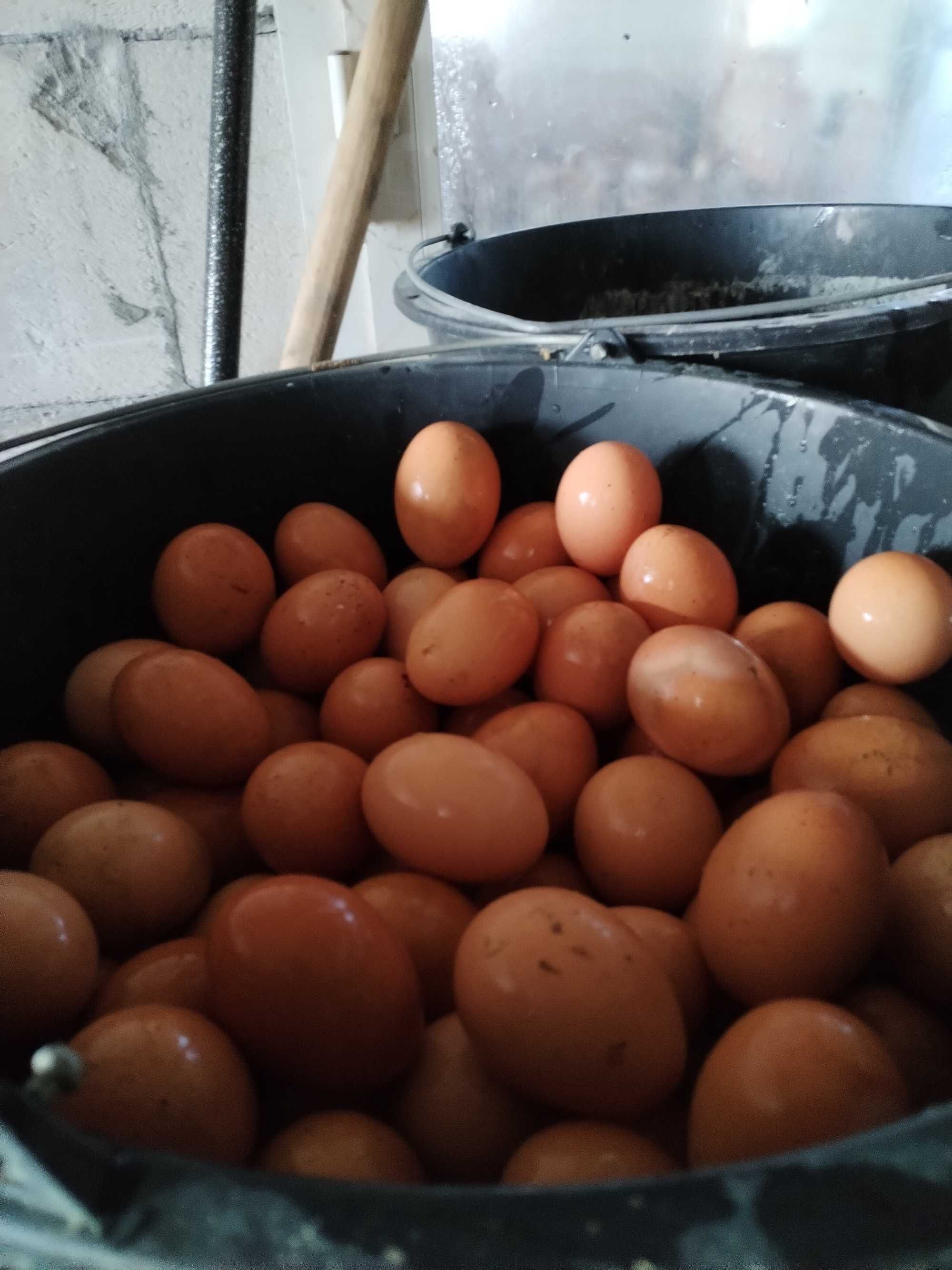 Gaini si puicute de ouă crescute la sol