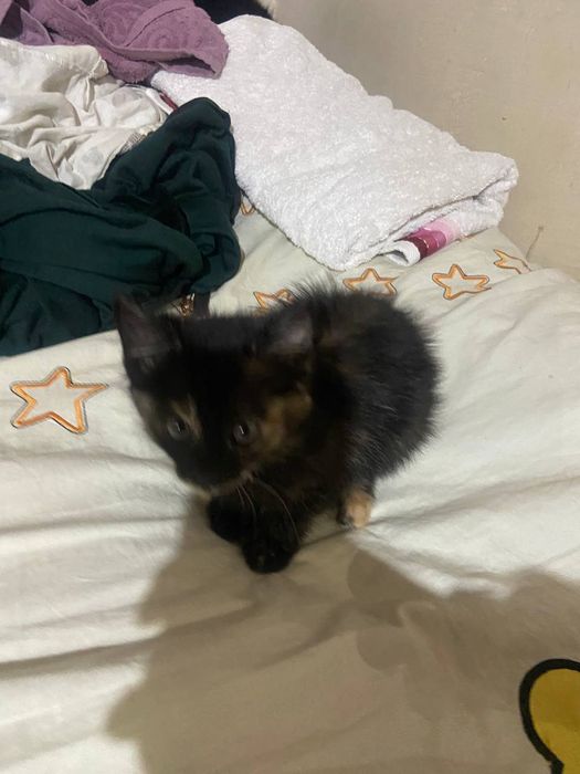 Отдам дарм кошка