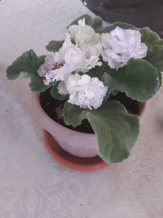 Продам комнатные цветы фиалки.